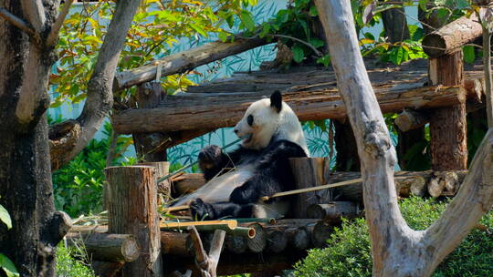 动物园国宝大熊猫