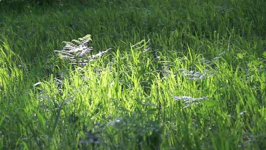 【合集】风吹动绿油油的草地