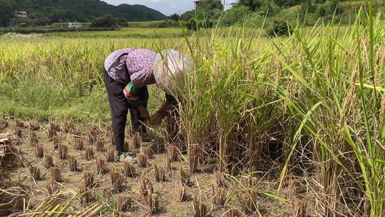 农村手工收水稻4K实拍视频