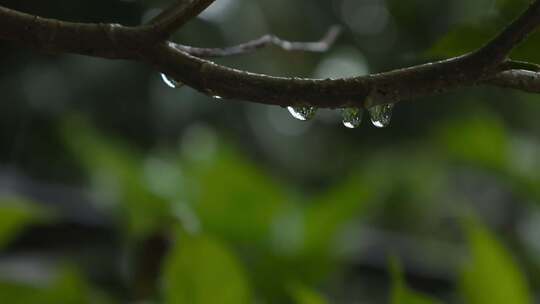 树上雨滴慢动作背景