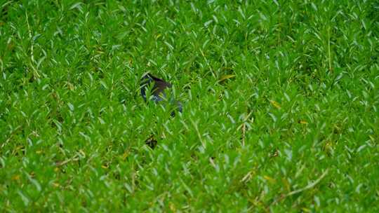 草丛 沼泽地 湿地 黑水鸡 觅食