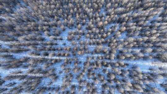 雪原人工林松林视频素材模板下载