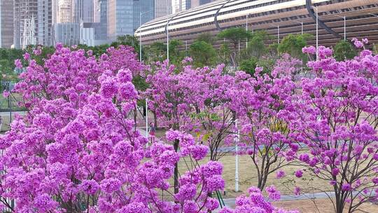 中国广东省广州市琶洲会展中心紫花风铃