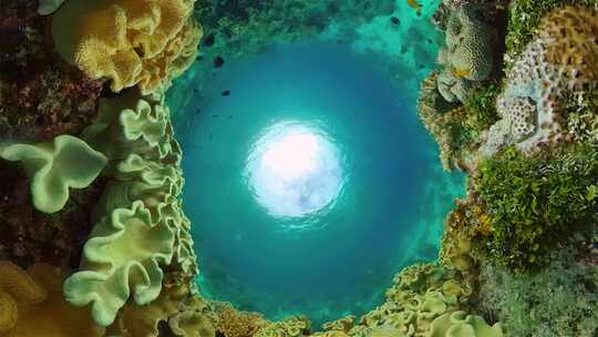 珊瑚礁的水下世界视频素材模板下载
