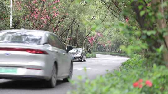 开满鲜花的公路，深圳香山中街车流