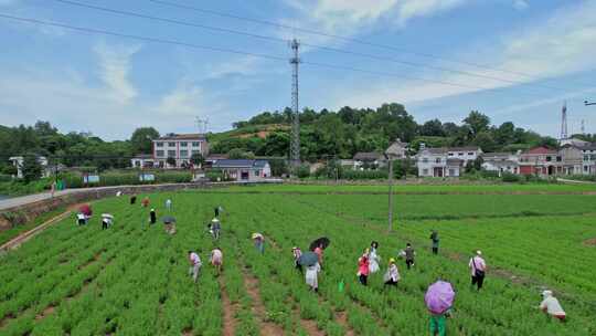 航拍湖北枝城新农村·泉水村救心菜示范基地5