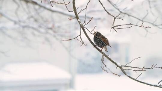 欧洲八哥鸟在树枝上吃或清洁冬季雪账单