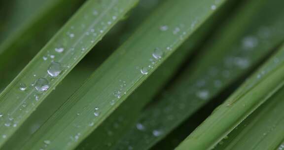 叶子上的露珠水珠雨珠特写