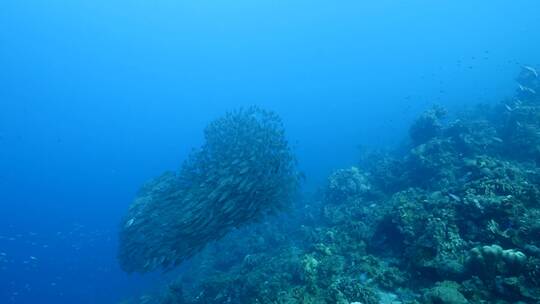 海底鱼群 沙丁鱼风暴