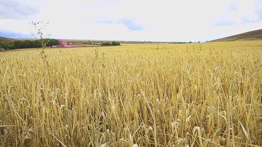 秋天成熟的麦田，丰收的景象