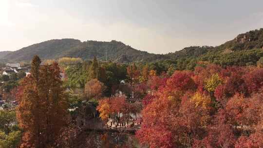 苏州天平山枫叶红了视频素材模板下载