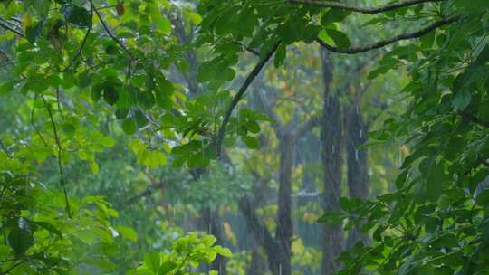 树林 下雨 雨季 树叶 树枝