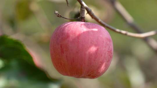 苹果树 果园农场