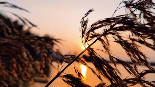 湖边的几株芦苇与远方的落日