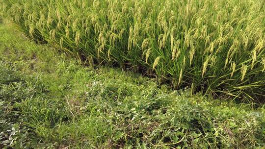 湘南农村水稻晚稻稻穗生长中景视频素材模板下载