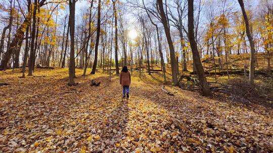 秋天阳光明媚的森林里散步的女孩