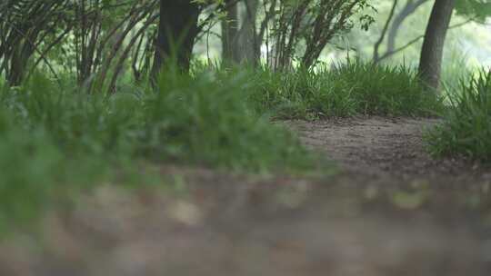 雨天绿色森林