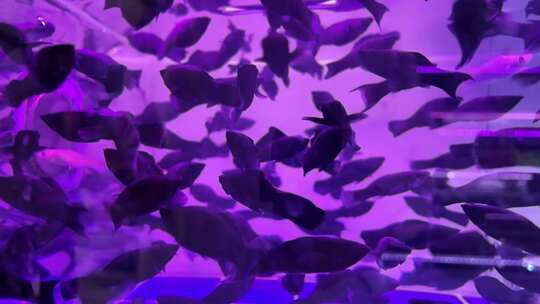 水族馆的鱼