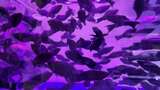 水族馆的鱼高清在线视频素材下载