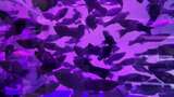 水族馆的鱼高清在线视频素材下载