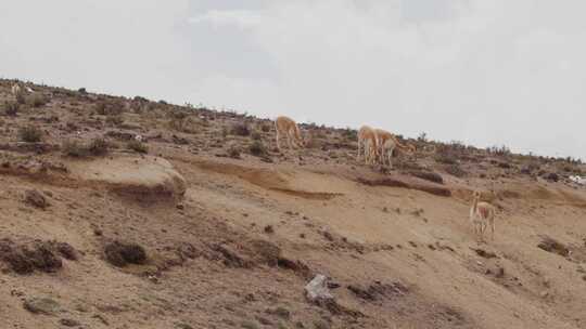 Lama Vicugna，钦博拉索，厄瓜