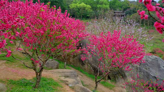 桃花林 树林 春暖花开 桃花坞 桃花园