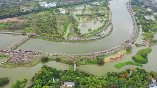 广州海珠湿地紫荆花视频素材模板下载