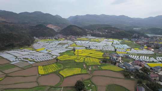 美丽乡村田园油菜花大棚种植蔬菜农场