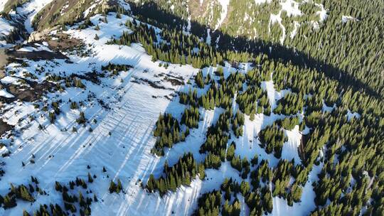 航拍新疆赛里木湖雪岭云杉被晨光照射景观