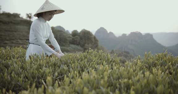 在茶园工作的女人