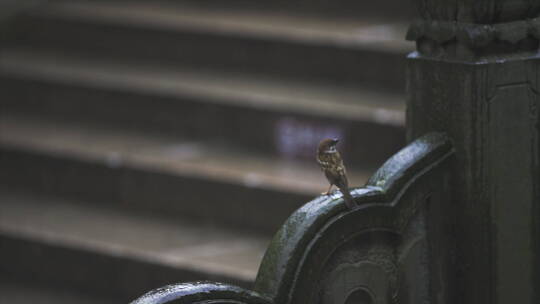 诗画江南 灵隐寺 园林建筑 庭院 禅 东方