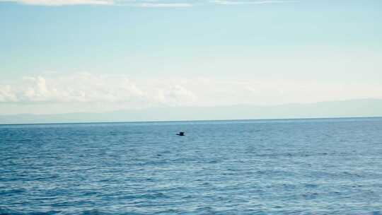 青海湖上飞翔的黑天鹅