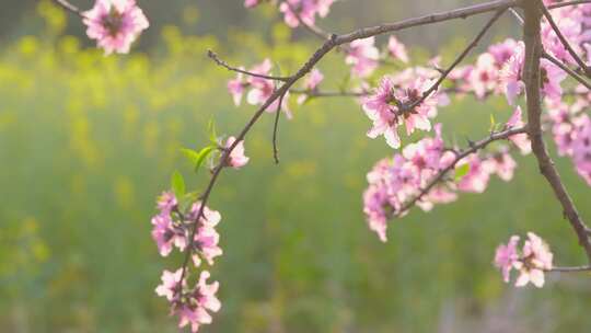 湖南衡山县萱州古镇春天的桃花油菜花盛开