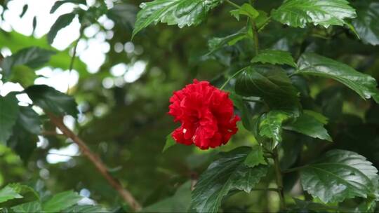 红芙蓉花随风摇曳 (2)