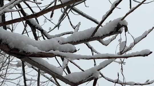 冬天的白雪视频