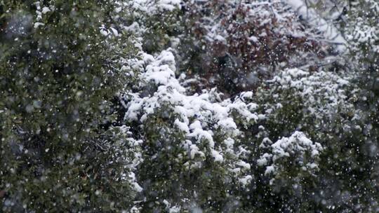 大雪雪景素材