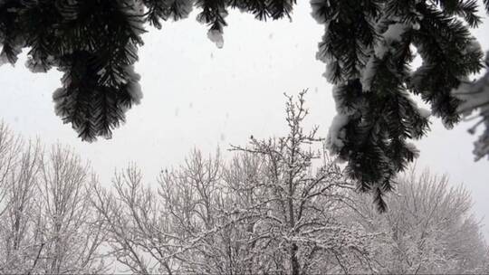 森林中的雪景