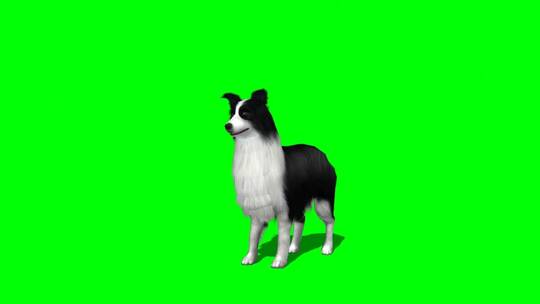 绿幕-动物-黑白狗轻轻抬头