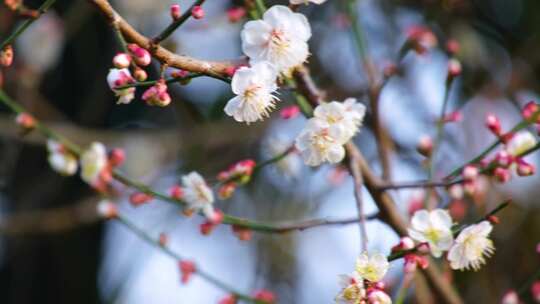 植物园公园梅花花朵开花春天风景视频素材