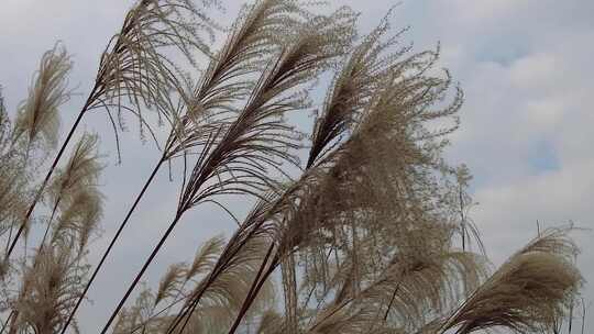 枯萎芦苇植物实拍