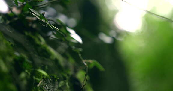 大自然  春天  夏天 植物 绿色