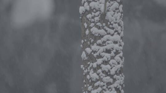 城市雪景 冬天下雪