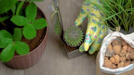 女园丁在新花盆中用锋利的针种植仙人掌植物