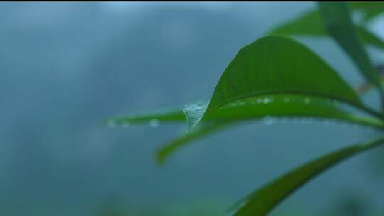 雨水从枇杷叶滴落