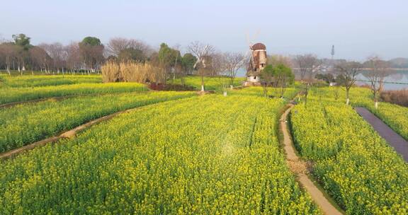 武汉东湖万国公园油菜花海