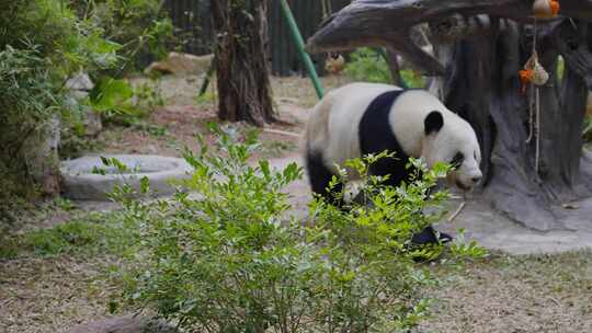 2024广州动物园游览游客大熊猫视频素材模板下载