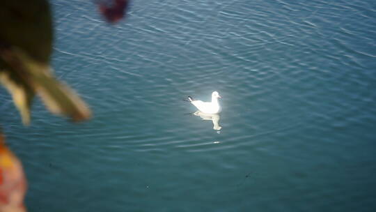 湖面海鸥飞起