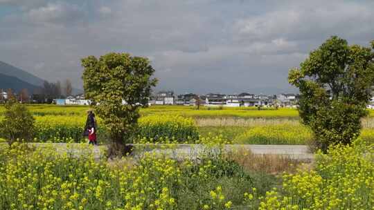 金色油菜花田旁的乡间小道