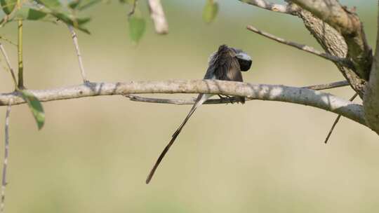 小叉尾蝇捕手的侧面照片，热带草原暴龙栖息在树枝上，梳理和