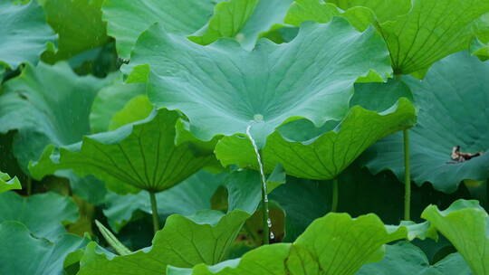 雨中的荷叶
